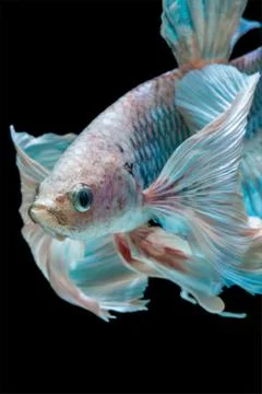 Betta fish Stock Photos