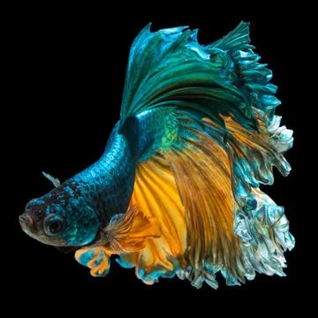 Betta fish Stock Photos