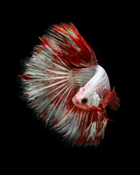 Betta fish Stock Photos