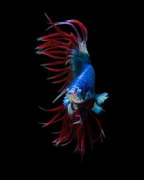 Betta fish Stock Photos