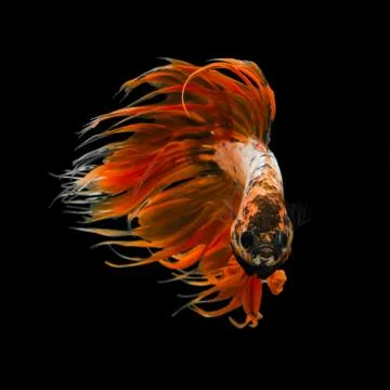 Betta fish Stock Photos
