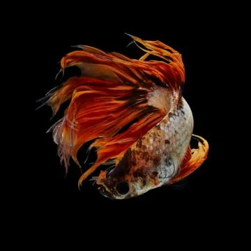 Betta fish Stock Photos