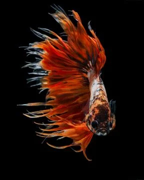 Betta fish Stock Photos