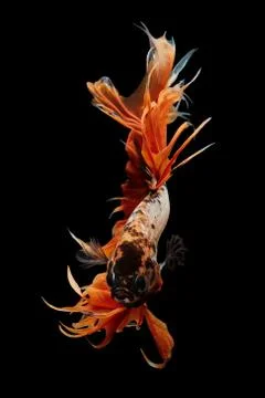 Betta fish Stock Photos