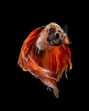 Betta fish Stock Photos