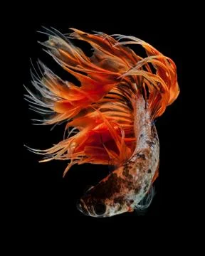 Betta fish Stock Photos