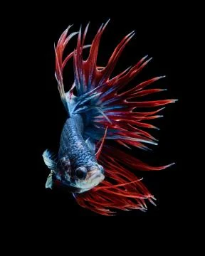 Betta fish Stock Photos
