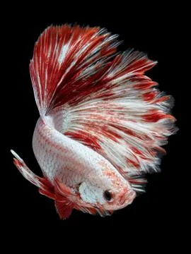 Betta fish Stock Photos