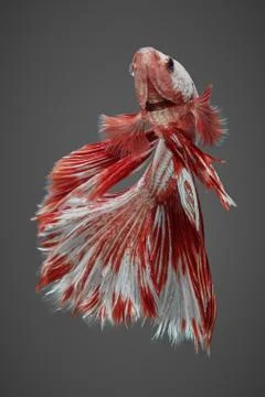 Betta fish Stock Photos