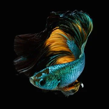 Betta fish Stock Photos