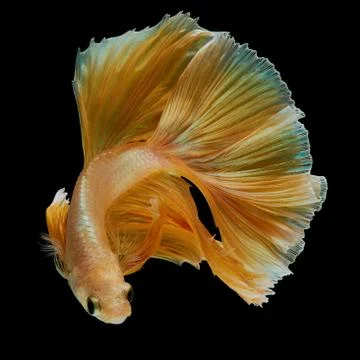 Betta fish Stock Photos