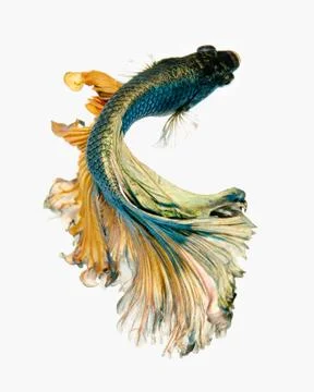 Betta fish Stock Photos