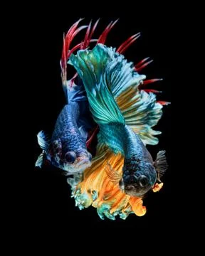 Betta fish Stock Photos