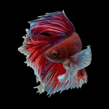 Betta fish Stock Photos