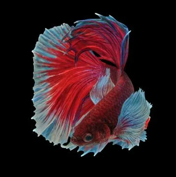 Betta fish Stock Photos