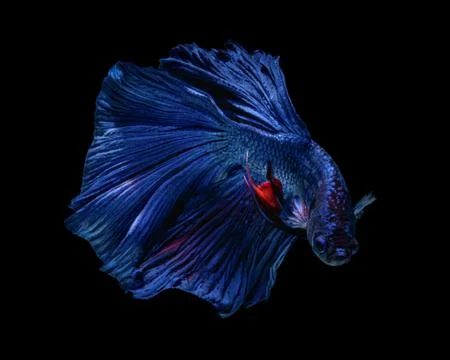 Betta fish Stock Photos