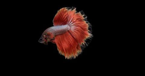 Betta Fish Stock Photos