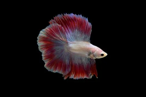 Betta fish Stock Photos