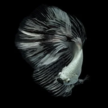 Betta fish Stock Photos