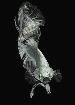 Betta fish Stock Photos