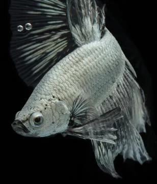 Betta fish Stock Photos