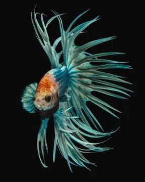 Betta fish Stock Photos