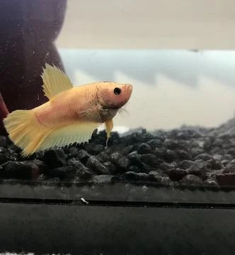 Betta Fish Stock Photos