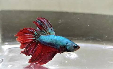 Betta fish 스톡 사진
