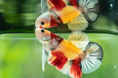 Betta fish Stock Photos