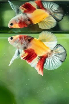 Betta fish Stock Photos