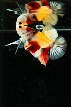 Betta fish Stock Photos