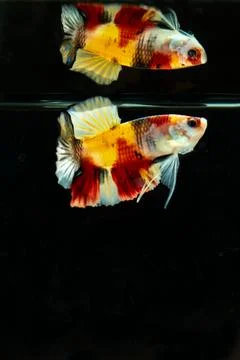 Betta fish Foto stock