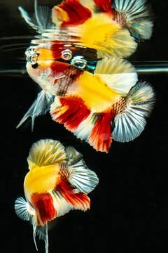 Betta fish Stock Photos