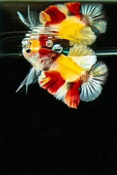 Betta fish Stock Photos