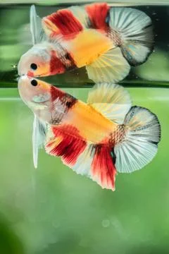 Betta fish Foto stock