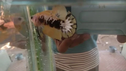 Betta fish PK Yellow Copper Stock Footage 170051010