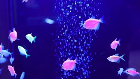 Betta Fish in Planted Aquarium Stock Footage 336042679