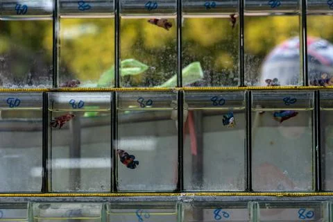 Betta fish priced eighty in glass tanks Stock Photos