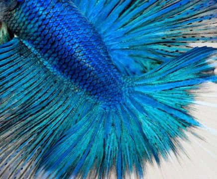 Betta fish scales Stock Photos