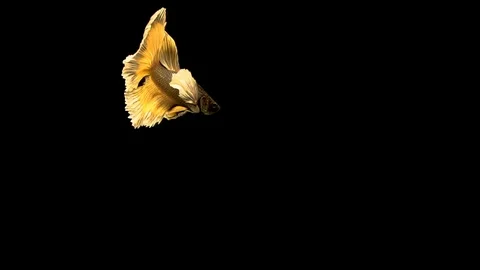 Betta fish, siamese fighting , betta splendens isolated on black background Stock Footage 108151066