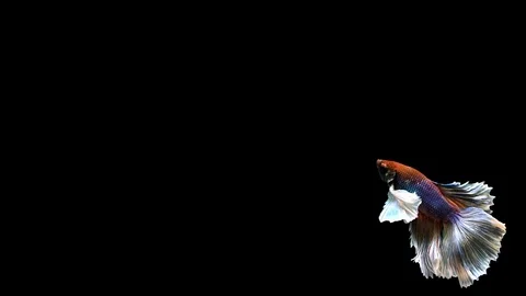 Betta fish, siamese fighting , betta splendens isolated on black background Stock Footage 108151113