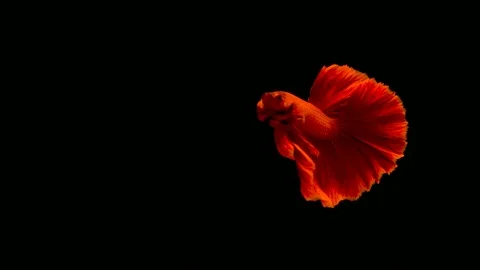 Betta fish, siamese fighting , betta splendens isolated on black background Stock Footage 108151164