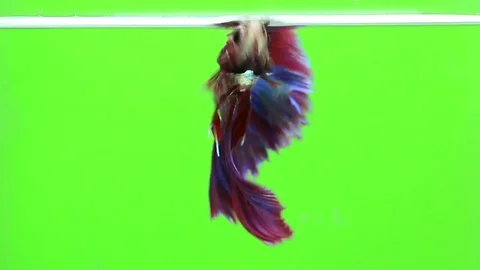 Betta fish siamese fighting fish betta splendens isolated Stock Footage 81512150