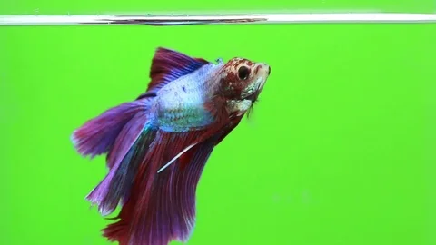Betta fish siamese fighting fish betta splendens isolated Stock Footage 82019134