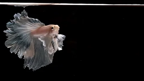 Betta fish, siamese fighting fish, betta splendens isolated on black background Stock Footage 197988248