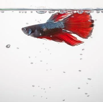 Betta fish, siamese fighting fish Stock Photos