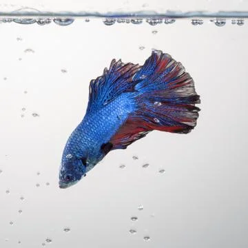 Betta fish, siamese fighting fish Stock Photos
