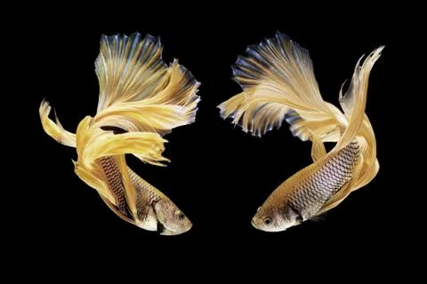 Betta fish, siamese fighting fish isolated on black Stock Photos
