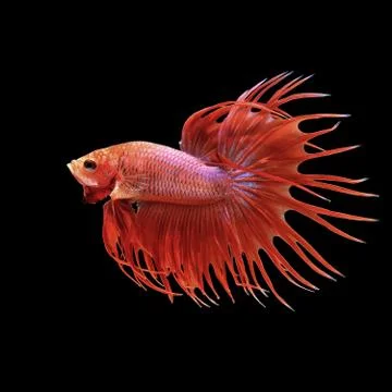 Betta fish, siamese fighting fish isolated on black Stock Photos