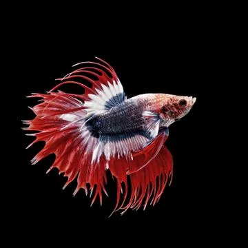 Betta fish, siamese fighting fish isolated on black Stock Photos